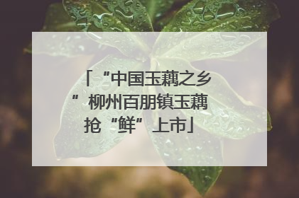 “中国玉藕之乡”柳州百朋镇玉藕抢“鲜”上市