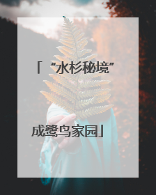 “水杉秘境”成鹭鸟家园