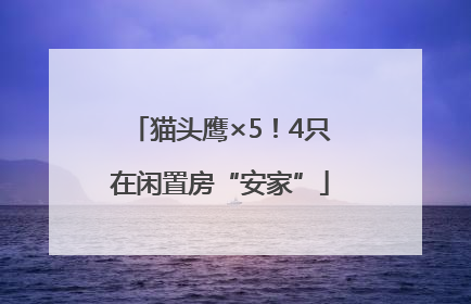 猫头鹰×5！4只在闲置房“安家”