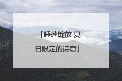 睡莲绽放 夏日限定的诗意