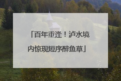 百年重逢！泸水境内惊现短序醉鱼草