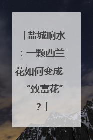 盐城响水：一颗西兰花如何变成“致富花”？
