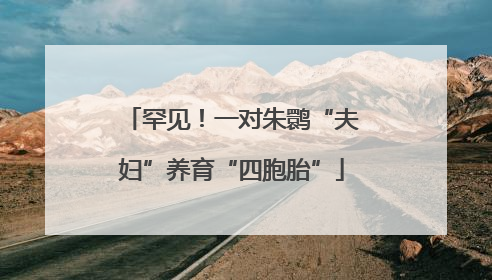 罕见！一对朱鹮“夫妇”养育“四胞胎”