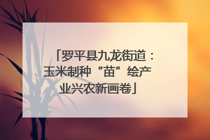 罗平县九龙街道：玉米制种“苗”绘产业兴农新画卷