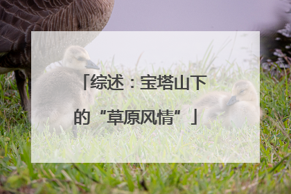综述：宝塔山下的“草原风情”