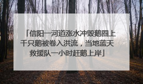 信阳一河道涨水冲毁鹅圈上千只鹅被卷入洪流，当地蓝天救援队一小时赶鹅上岸
