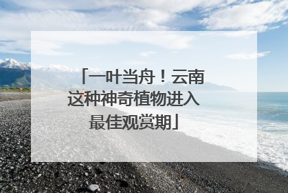一叶当舟！云南这种神奇植物进入最佳观赏期