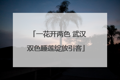 一花开两色 武汉双色睡莲绽放引客