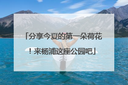 分享今夏的第一朵荷花！来杨浦这座公园吧