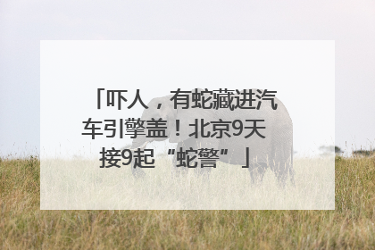 吓人，有蛇藏进汽车引擎盖！北京9天接9起“蛇警”