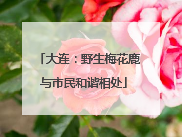 大连：野生梅花鹿与市民和谐相处