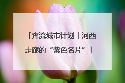 奔流城市计划丨河西走廊的“紫色名片”