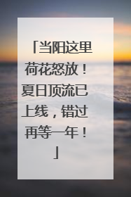 当阳这里荷花怒放！夏日顶流已上线，错过再等一年！