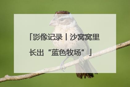 影像记录丨沙窝窝里长出“蓝色牧场”