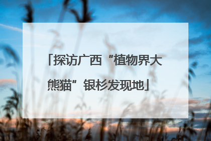 探访广西“植物界大熊猫”银杉发现地