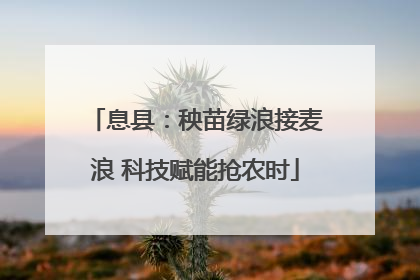 息县：秧苗绿浪接麦浪 科技赋能抢农时
