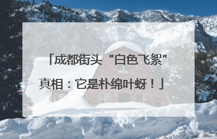 成都街头“白色飞絮”真相：它是朴绵叶蚜！