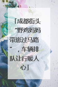 成都街头“野鸡妈妈带崽过马路”，车辆排队让行暖人心