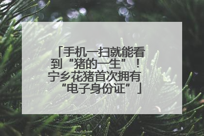 手机一扫就能看到“猪的一生”！宁乡花猪首次拥有“电子身份证”