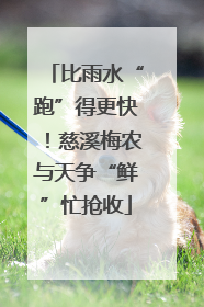 比雨水“跑”得更快！慈溪梅农与天争“鲜”忙抢收