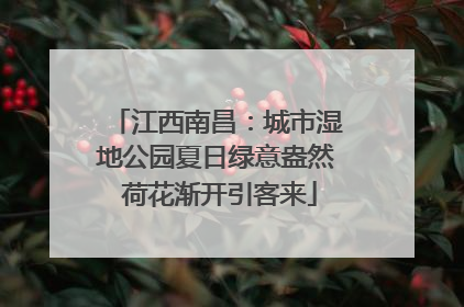 江西南昌：城市湿地公园夏日绿意盎然 荷花渐开引客来