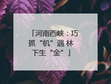河南西峡：巧抓“机”遇 林下生“金”