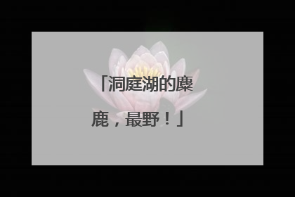 洞庭湖的麋鹿，最野！