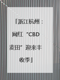 浙江杭州：网红“CBD麦田”迎来丰收季