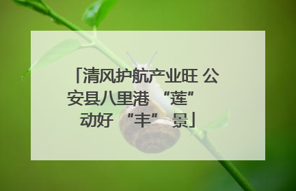 清风护航产业旺 公安县八里港 “莲” 动好 “丰” 景