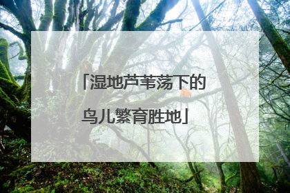湿地芦苇荡下的鸟儿繁育胜地