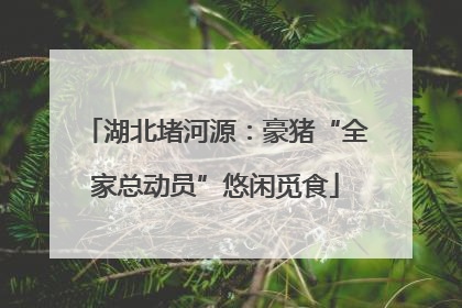 湖北堵河源：豪猪“全家总动员”悠闲觅食