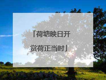 荷塘映日开 赏荷正当时