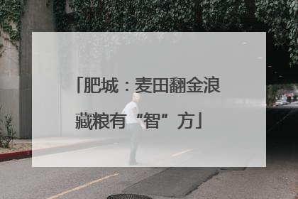 肥城：麦田翻金浪藏粮有“智”方