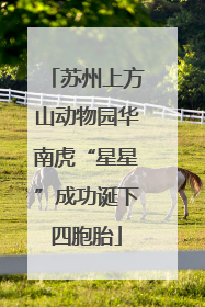 苏州上方山动物园华南虎“星星”成功诞下四胞胎