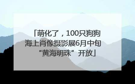 萌化了，100只狗狗海上肖像摄影展6月中旬“黄海明珠”开放