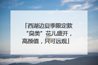 西湖边夏季限定款“臭美”花儿盛开，高颜值，只可远观