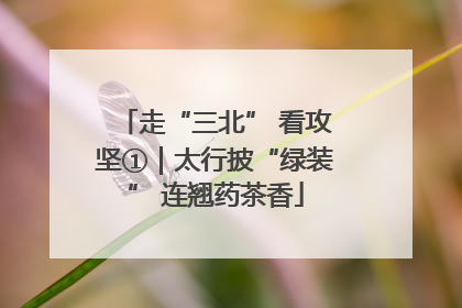 走“三北” 看攻坚①｜太行披“绿装” 连翘药茶香